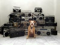 Dog, different kinds of radio